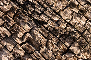 Macro photo of an old decaying wooden surface