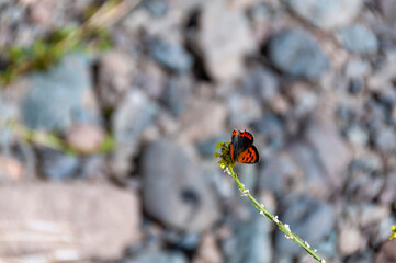 Lycaena phlaeas