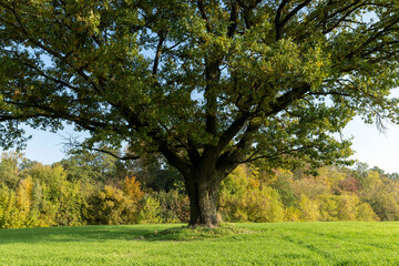 The yellowing foliage of an oak in the autumn season