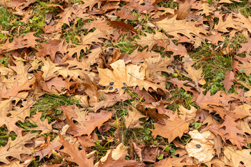 Fallen oak foliage in the autumn season
