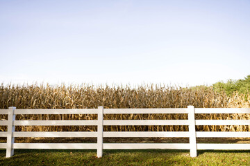 Farm corn field meets home