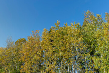 Yellowing birch foliage in October