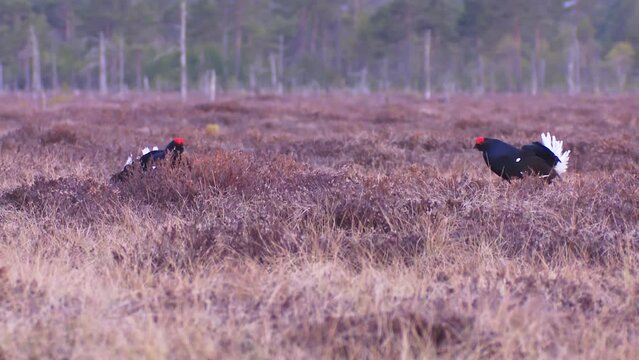 Three males of a Black Grouses Tetrao tetrix at Leksite in bog. Black Grouse roost. European nature.