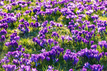 Naklejka premium A field with purple flowering crocuses in a park in Wiesbaden/Germany