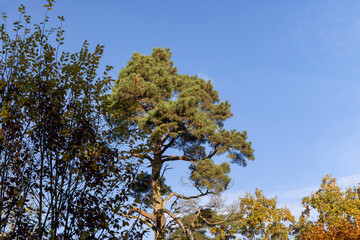 Yellowing and falling foliage of deciduous trees in autumn