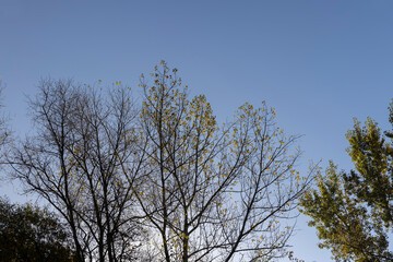 Yellowing and falling foliage of deciduous trees in autumn