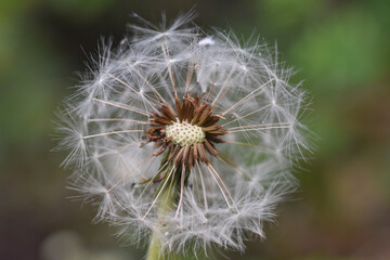 Dandelion with seeds blowing away in the wind. Dandelion seeds in nature.