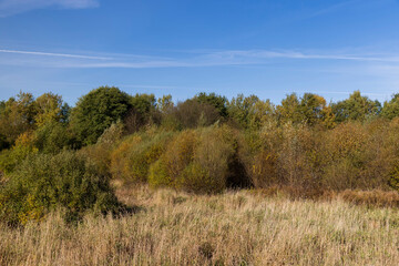 Autumn season in the park, the foliage