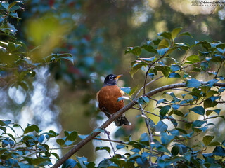 American Robin (Turdus migratorius)