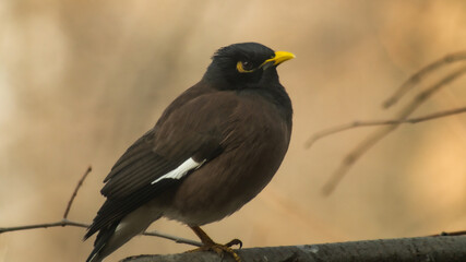 Birds of Kazakhstan in the City of Almaty