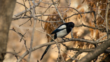 Birds of Kazakhstan in the City of Almaty