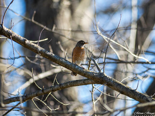 American Robin (Turdus migratorius)