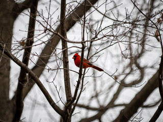 Northern Cardinal (Cardinalis cardinalis)