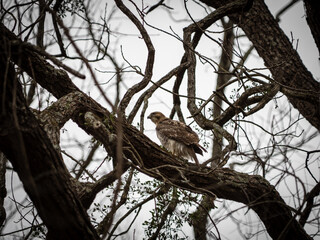 Red-Tailed Hawk (Buteo jamaicensis)