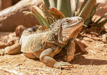 big iguana laying outside in sand