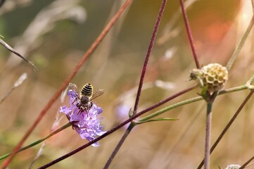 Pszczoła samotnica z rodziny Megachile na kwiatach świerzbnicy polnej (Knautia arvensis). Dzika, naturalna łąka. Płytka głębia ostrości