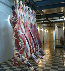 Carcasses raw meat beef hooked on hoist in corridor of slaughterhouse before loading in freezer