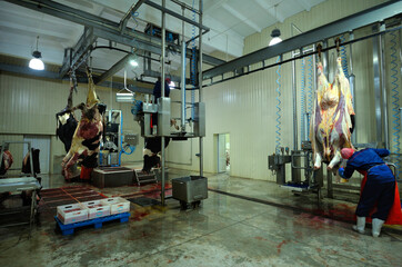 At the slaughterhouse. Butchers skinning carcasses of caws using hoist and knives, pneumatic...
