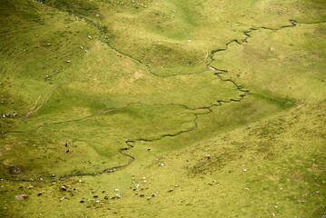 green moss background