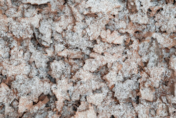 Blurred image of fallen leaves and snow.
