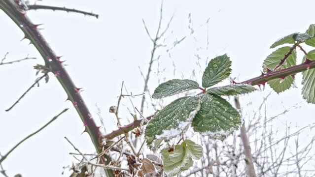 Blackberry leaves with thorns covered with hoar frost in winter weather close-up