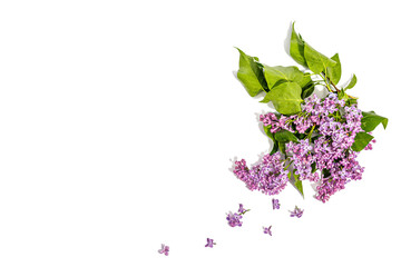 Lilac flowers bouquet isolated on a white background. Springtime concept, floral element