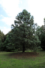 Fototapeta na wymiar Apache Pine Tree, a genus of conifers and shrubs in the pine family Pinaceae.