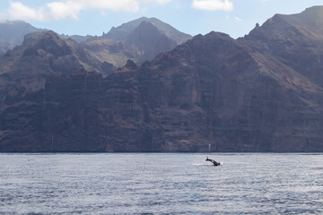 Naklejka premium Scenic view on jumping bottlenose dolphins sticking out of water near cliff Los Gigantes, Santiago del Teide, west coast Tenerife, Canary Islands, Spain, Europe. Mammals swimming in Atlantic Ocean