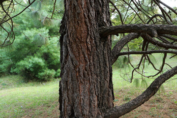 Apache Pine Tree, a genus of conifers and shrubs in the pine family Pinaceae.