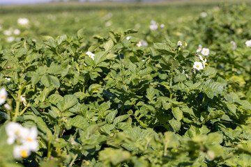 Colorado beetles, growing potatoes as a food product