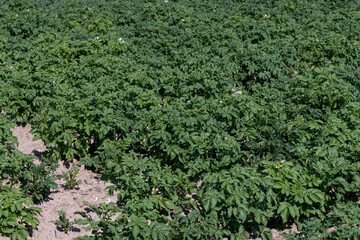 An agricultural field where green potatoes grow