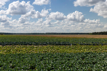 Fototapeta na wymiar A field with a cabbage harvest in the summer season