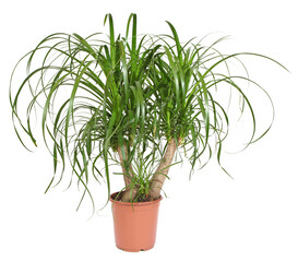 Plante pied d'éléphant, ou beaucarnéa