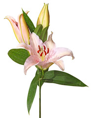 Tige de lys fleurie  © hcast