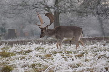 some fallow deer in a field covered in hoar frost