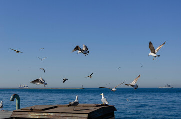 seagulls fly over the sea beautifully spreading their wings