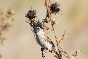 Red-backed shrike female or Lanius collurio sitting on the branch macro.