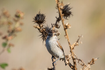 Red-backed shrike female or Lanius collurio sitting on the branch macro.