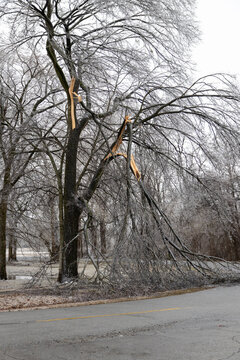 Ice storm tree damage broken limbs