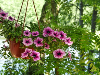 big bright petunia flowers surfinia veined, hanging pot