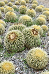 Cactus boule au jardin sec