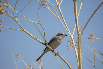 Red-backed shrike female or Lanius collurio sitting on the branch macro.