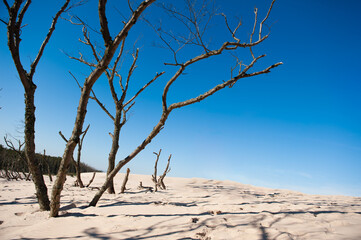 Fototapeta na wymiar dead tree in the desert