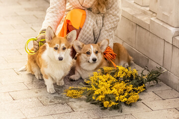 A young woman walks with dogs on a leash. Welsh corgi-Pembroke walk with the owner in the spring park.