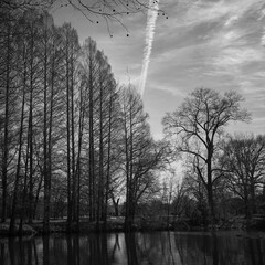 Leave less Tree branches in Black and White Abstract