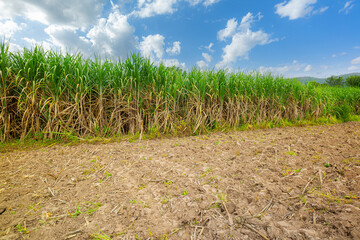 sugarcane plantation,Green sugarcane plantation with blue sky and white cloud. PANORAMA - obrazy, fototapety, plakaty