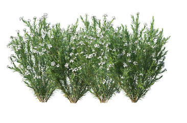 Shrubs and flowers in the garden