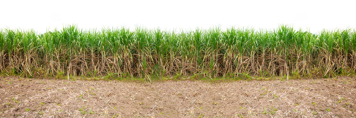 sugar farm on white background,Sugar cane leaf on isolated white background good for graphic...