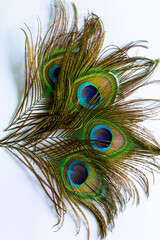 Macro peacock feathers on white background,Clothing and home decoration. Peacock feather on white background.