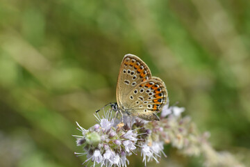 The silver-studded blue Plebejus argus. Common blue butterfly female on wild mint